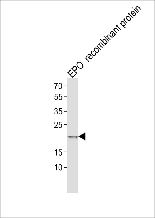 EPO / Erythropoietin Antibody - Western blot of lysate from EPO recombinant protein, using Erythropoietin Antibody. Antibody was diluted at 1:1000. A goat anti-rabbit IgG H&L (HRP) at 1:5000 dilution was used as the secondary antibody. Lysate at 35ug.