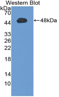 EPO / Erythropoietin Antibody - Western Blot; Sample: Recombinant protein.