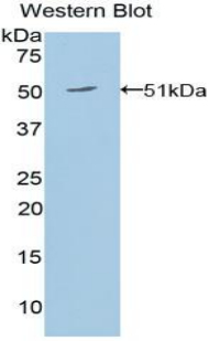 EPO / Erythropoietin Antibody - Western blot of recombinant Erythropoietin / EPO.  This image was taken for the unconjugated form of this product. Other forms have not been tested.