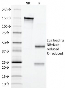 EPO / Erythropoietin Antibody - SDS-PAGE Analysis of Purified, BSA-Free Erythropoietin Antibody (clone EPO/1367). Confirmation of Integrity and Purity of the Antibody.