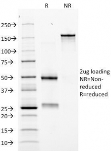 EPO / Erythropoietin Antibody - SDS-PAGE Analysis of Purified, BSA-Free EPO Antibody (clone EPO/1368). Confirmation of Integrity and Purity of the Antibody.