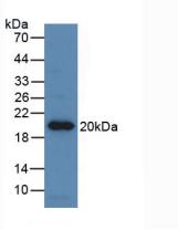 EPO / Erythropoietin Antibody - Western Blot; Sample: Recombinant EPO, Equine.