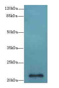 EPO / Erythropoietin Antibody - Western blot. All lanes: EPO antibody at 3 ug/ml+Heo-2 whole cell lysate Goat polyclonal to rabbit at 1:10000 dilution. Predicted band size: 21 kDa. Observed band size: 21 kDa.