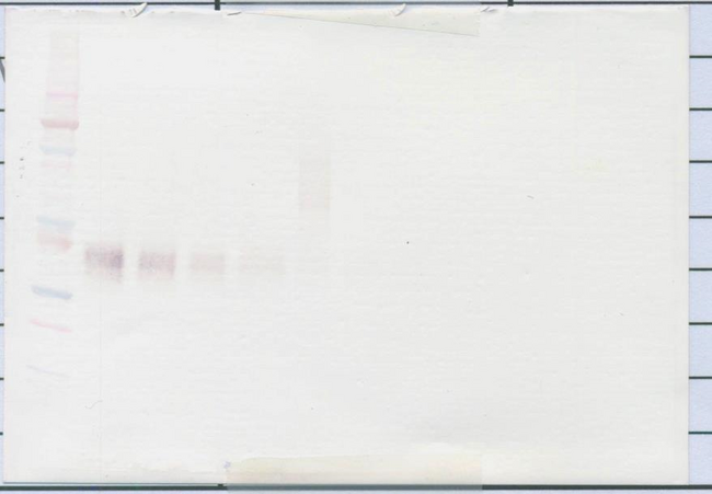 EPO / Erythropoietin Antibody - Anti-Human EPO Western Blot Reduced