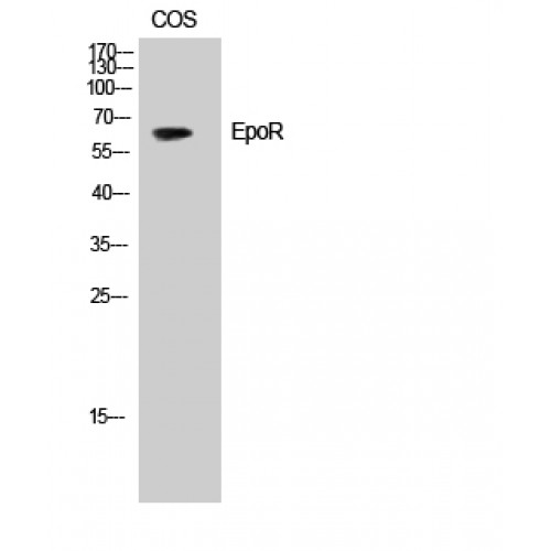 EPOR / EPO Receptor Antibody - Western blot of EpoR antibody