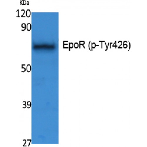 EPOR / EPO Receptor Antibody - Western blot of Phospho-EpoR (Y426) antibody