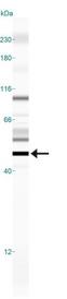 EPOR / EPO Receptor Antibody - Western Blot: EPO Receptor Antibody - Western blot shows a specific band for EPO Receptor in 0.5 mg/ml of Human Brain lysate. This experiment was performed under reducing conditions using the 12-230 kDa separation system.