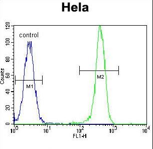 EPOR / EPO Receptor Antibody - EPOR Antibody flow cytometry of HeLa cells (right histogram) compared to a negative control cell (left histogram). FITC-conjugated goat-anti-rabbit secondary antibodies were used for the analysis.