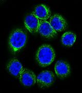 EPOR / EPO Receptor Antibody - Confocal immunofluorescence of EPOR Antibody with HeLa cell followed by Alexa Fluor 488-conjugated goat anti-rabbit lgG (green). DAPI was used to stain the cell nuclear (blue).