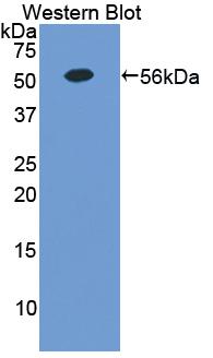 EPOR / EPO Receptor Antibody - Western Blot; Sample: Recombinant protein.