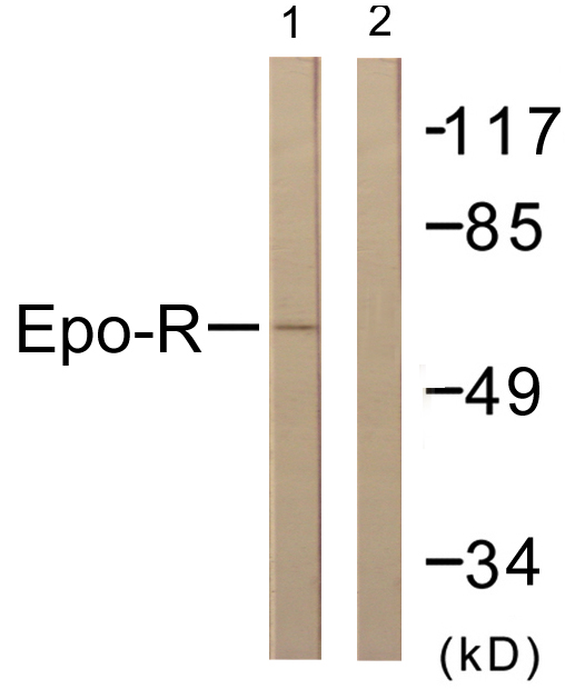 EPOR / EPO Receptor Antibody - Western blot analysis of lysates from COS7 cells, treated with EPO 20U/ml 15', using Epo-R Antibody. The lane on the right is blocked with the synthesized peptide.