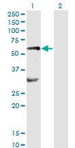 EPOR / EPO Receptor Antibody - Western Blot analysis of EPOR expression in transfected 293T cell line by EPOR monoclonal antibody (M01), clone 3D10.Lane 1: EPOR transfected lysate (Predicted MW: 55.1 KDa).Lane 2: Non-transfected lysate.