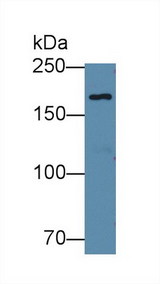 EPRS / PARS Antibody - Western Blot; Sample: Human 293T cell lysate; Primary Ab: 1µg/ml Rabbit Anti-Mouse EPRS Antibody Second Ab: 0.2µg/mL HRP-Linked Caprine Anti-Rabbit IgG Polyclonal Antibody