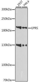 EPRS / PARS Antibody - Western blot analysis of extracts of various cell lines, using EPRS antibody at 1:1000 dilution. The secondary antibody used was an HRP Goat Anti-Rabbit IgG (H+L) at 1:10000 dilution. Lysates were loaded 25ug per lane and 3% nonfat dry milk in TBST was used for blocking. An ECL Kit was used for detection and the exposure time was 90s.