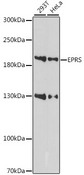 EPRS / PARS Antibody - Western blot analysis of extracts of various cell lines, using EPRS antibody at 1:1000 dilution. The secondary antibody used was an HRP Goat Anti-Rabbit IgG (H+L) at 1:10000 dilution. Lysates were loaded 25ug per lane and 3% nonfat dry milk in TBST was used for blocking. An ECL Kit was used for detection and the exposure time was 90s.