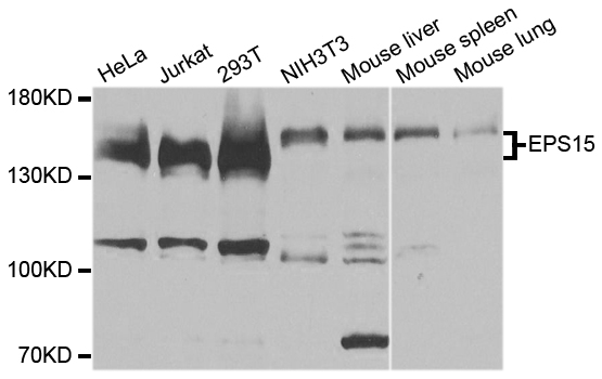 EPS15 Antibody - Western blot analysis of extracts of various cell lines.