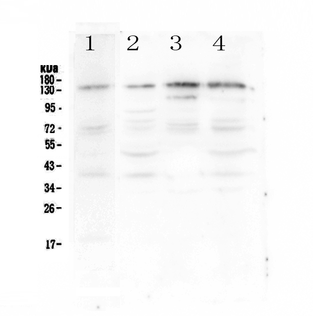 EPS15 Antibody - Western blot - Anti-EPS15 antibody