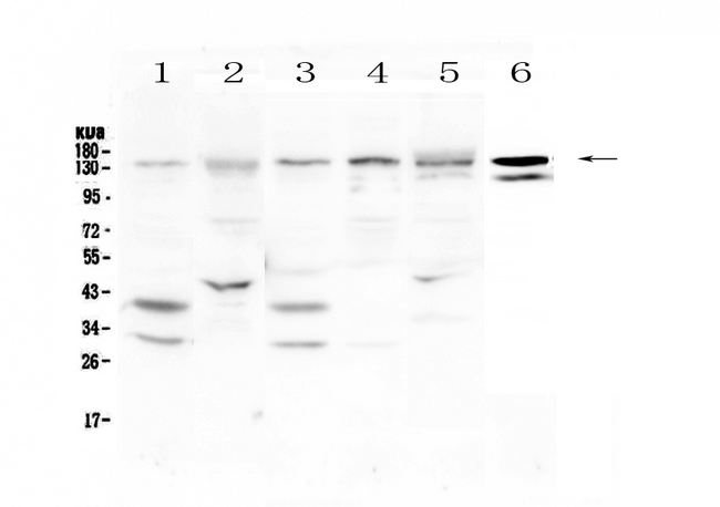 EPS15 Antibody - Western blot - Anti-EPS15 antibody