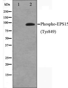 EPS15 Antibody - Western blot analysis on HepG2 cell lysates using Phospho-EPS15(Tyr849) antibody. The lane on the left is treated with the antigen-specific peptide.