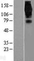 EPS15 Protein - Western validation with an anti-DDK antibody * L: Control HEK293 lysate R: Over-expression lysate