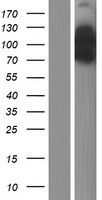 EPS15 Protein - Western validation with an anti-DDK antibody * L: Control HEK293 lysate R: Over-expression lysate