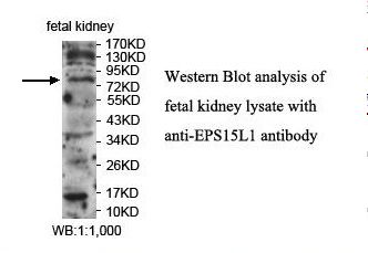 EPS15L1 / EPS15R Antibody