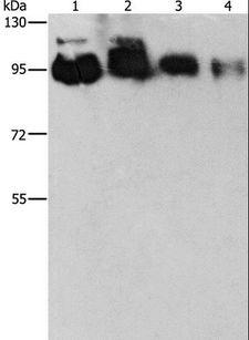 EPS15L1 / EPS15R Antibody - Western blot analysis of HeLa, PC3, 231 and 293T cell, using EPS15L1 Polyclonal Antibody at dilution of 1:350.