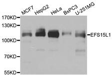 EPS15L1 / EPS15R Antibody - Western blot analysis of extracts of various cell lines.