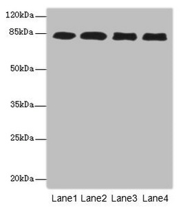 EPS15L1 / EPS15R Antibody - Western blot All Lanes: EPS15L1antibody at 4.88ug/ml Lane 1 : 293T whole cell lysate Lane 2 : MCF7 whole cell lysate Lane 3 : HepG-2 whole cell lysate Lane 4 : Hela whole cell lysate Secondary Goat polyclonal to Rabbit IgG at 1/10000 dilution Predicted band size: 95,100,84,67 kDa Observed band size: 94 kDa