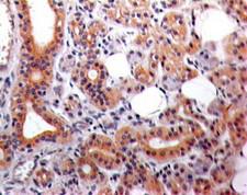 EPS8 Antibody - Immunohistochemistry-Paraffin: EPS8 Antibody (18F5B11) - Formalin-fixed, paraffin-embedded human salivary gland stained with EPS8 antibody (5 ug/ml), peroxidase-conjugate and DAB chromogen.  This image was taken for the unconjugated form of this product. Other forms have not been tested.