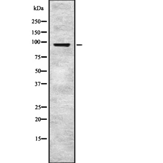 EPS8 Antibody - Western blot analysis of EPS8 using HT29 whole cells lysates