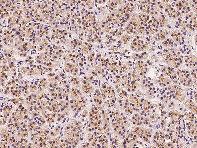 EPS8 Antibody - Immunochemical staining of human EPS8 in human pancreas with rabbit polyclonal antibody at 1:100 dilution, formalin-fixed paraffin embedded sections.