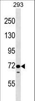 EPS8L1 Antibody - EPS8L1 Antibody western blot of 293 cell line lysates (35 ug/lane). The EPS8L1 antibody detected the EPS8L1 protein (arrow).