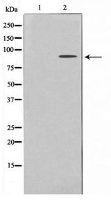 EPS8L2 Antibody - Western blot of HeLa cell lysate using ES8L2 Antibody