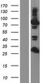 EPS8L2 Protein - Western validation with an anti-DDK antibody * L: Control HEK293 lysate R: Over-expression lysate