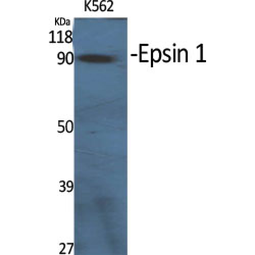 Epsin 1 / EPN1 Antibody - Western blot of Epsin 1 antibody