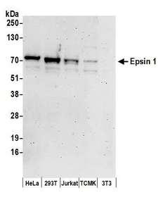 Epsin 1 / EPN1 Antibody - Detection of human and mouse Epsin 1 by western blot. Samples: Whole cell lysate (50 µg) from HeLa, HEK293T, Jurkat, mouse TCMK-1, and mouse NIH 3T3 cells prepared using NETN lysis buffer. Antibodies: Affinity purified rabbit anti-Epsin 1 antibody used for WB at 0.1 µg/ml. Detection: Chemiluminescence with an exposure time of 3 minutes.