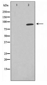 Epsin 1 / EPN1 Antibody - Western blot of K562 cell lysate using EPN1 Antibody