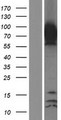 Epsin 1 / EPN1 Protein - Western validation with an anti-DDK antibody * L: Control HEK293 lysate R: Over-expression lysate