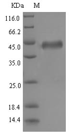 gB Protein - (Tris-Glycine gel) Discontinuous SDS-PAGE (reduced) with 5% enrichment gel and 15% separation gel.