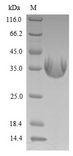 LMP1 Protein - (Tris-Glycine gel) Discontinuous SDS-PAGE (reduced) with 5% enrichment gel and 15% separation gel.
