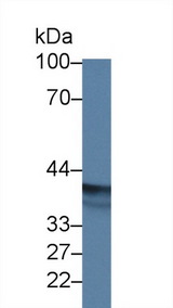 EPSTI1 Antibody - Western Blot; Sample: Human MCF7 cell lysate; Primary Ab: 2µg/ml Rabbit Anti-Human EPSTI1 Antibody Second Ab: 0.2µg/mL HRP-Linked Caprine Anti-Rabbit IgG Polyclonal Antibody