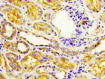 EPSTI1 Antibody - Immunohistochemistry image at a dilution of 1:300 and staining in paraffin-embedded human kidney tissue performed on a Leica BondTM system. After dewaxing and hydration, antigen retrieval was mediated by high pressure in a citrate buffer (pH 6.0) . Section was blocked with 10% normal goat serum 30min at RT. Then primary antibody (1% BSA) was incubated at 4 °C overnight. The primary is detected by a biotinylated secondary antibody and visualized using an HRP conjugated SP system.