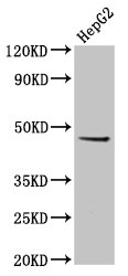 EPSTI1 Antibody - Positive Western Blot detected in HepG2 whole cell lysate. All lanes: EPSTI1 antibody at 5 µg/ml Secondary Goat polyclonal to rabbit IgG at 1/50000 dilution. Predicted band size: 37, 36, 48 KDa. Observed band size: 37 KDa