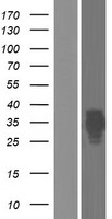 Equatorin / AFAF Protein - Western validation with an anti-DDK antibody * L: Control HEK293 lysate R: Over-expression lysate