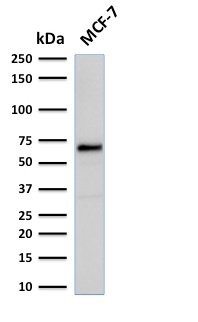 ER Alpha / Estrogen Receptor Antibody - Western Blot Analysis of human MCF-7 Cell lysate using Estrogen Receptor, alpha Mouse Recombinant Monoclonal Antibody (rESR1/1935).