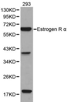 ER Alpha / Estrogen Receptor Antibody - Western blot of Estrogen Receptor alpha pAb in extracts from 293 cells.