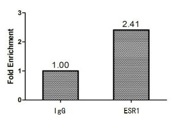 ER Alpha / Estrogen Receptor Antibody - Chromatin Immunoprecipitation MCF-7 (1.1*10E6) were cross-linked with formaldehyde, sonicated, and immunoprecipitated with 4µg anti-ESR1 or a control normal rabbit IgG. The resulting ChIP DNA was quantified using real-time PCR with primers (ESR1 Antibody) against the ESR1 promoter.