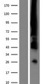 ER Alpha / Estrogen Receptor Protein - Western validation with an anti-DDK antibody * L: Control HEK293 lysate R: Over-expression lysate