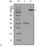 ER81 / ETV1 Antibody - Western Blot (WB) analysis using ER81 Monoclonal Antibody against truncated Trx-ETV1 recombinant protein (1) and full-length ETV1 (aa1-477)-hIgGFc transfected CHO-K1 cell lysate(2).